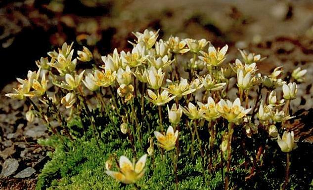 Saxifraga bryoides / Sassifraga brioide